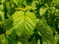 夏天養(yǎng)蠶桑葉一會(huì)就干了怎么辦？