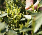 茶的原產(chǎn)地是哪個(gè)國(guó)家？