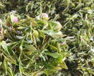 臨沂特產(chǎn)送人必買清單？