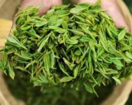 茶樹產(chǎn)量高嗎？一畝產(chǎn)多少斤？