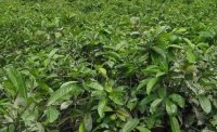 2024年4月茶樹最新詳情：茶樹過度種植、供過于求